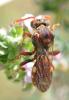 Nomada panzeri